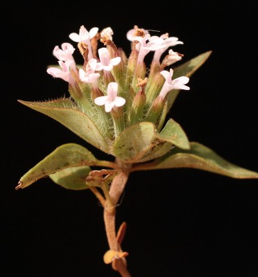 אבובית מקורקפת Ziziphora capitata L.