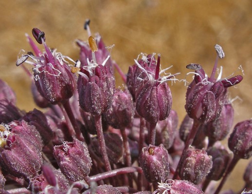 שום קטוע Allium truncatum (Feinbrun) Kollmann & D.Zohary