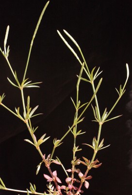 צלבית רחבת-עלים Crucianella latifolia L.