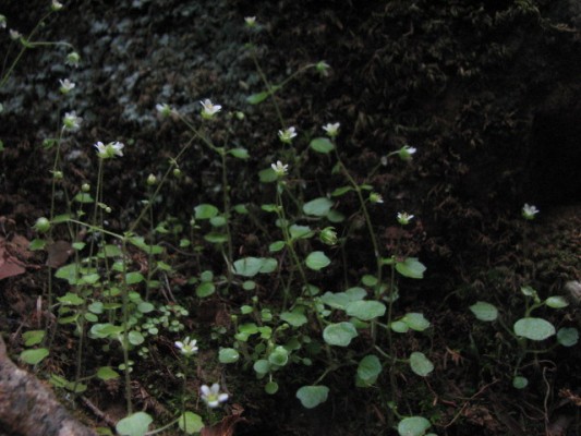 בקעצור החורש Saxifraga hederacea L.
