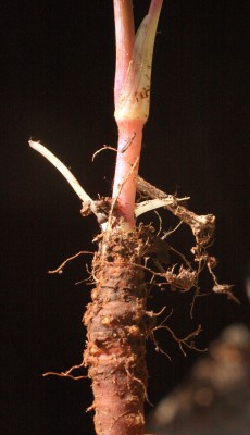 סקליגריה כרתית Scaligeria napiformis (Willd. ex Spreng.) Grande