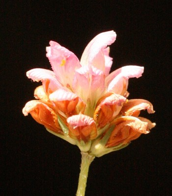 תלתן מאדים Trifolium erubescens Fenzl