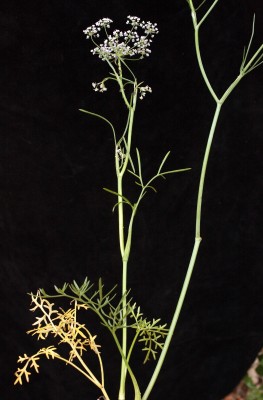 אסתום מצוי Astomaea seselifolium DC.