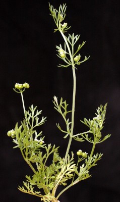 חריריים מצויים Bifora testiculata (L.) Spreng. ex Schult.