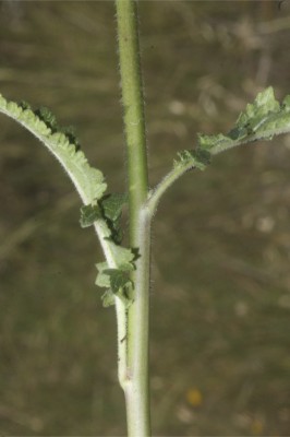 בוצין בירותי Verbascum berytheum Boiss.