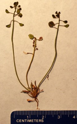 טיסדליה שסועה Teesdalia coronopifolia (J.P.Bergeret) Thell.