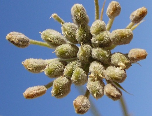 כמנונית קופטית Trachyspermum ammi (L.) Sprague