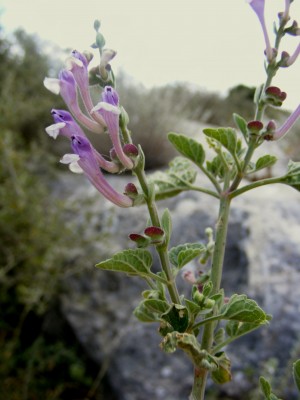 קערורית סגולה Scutellaria brevibracteata Stapf.
