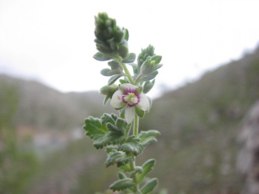 ורוניקה אפרפרה Veronica polifolia Benth.