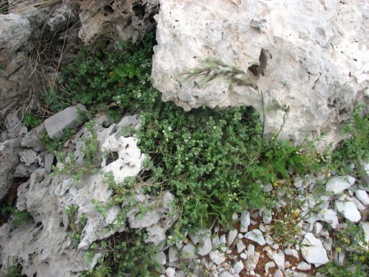 ורוניקה אפרפרה Veronica polifolia Benth.