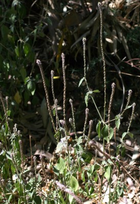 רב-מוץ מחוספס Achyranthes aspera L.