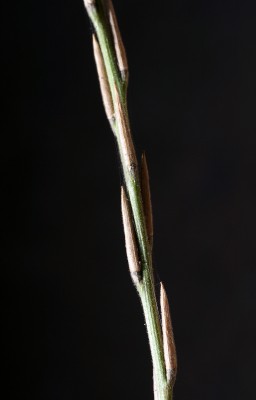 Brassica nigra (L.) W.D.J.Koch