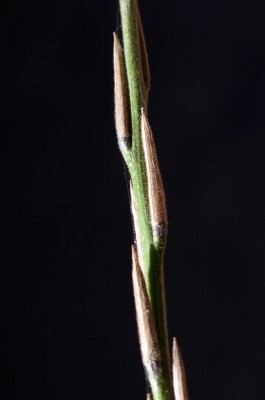 Brassica nigra (L.) W.D.J.Koch