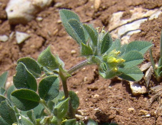 Trigonella brachycarpa (M.Bieb.) Moris