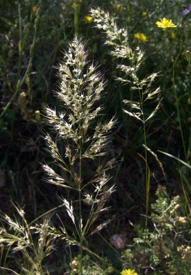 שילשון מצהיב Trisetum flavescens (L.) P. Beauv.