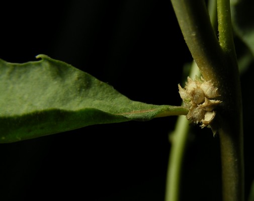 מלוח קטן-פרי Atriplex suberecta Verd.
