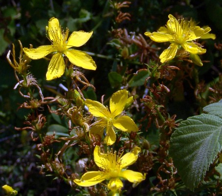 Hypericum perforatum L.
