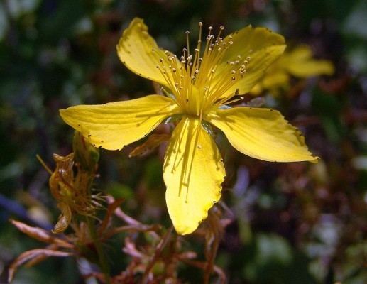 Hypericum perforatum L.