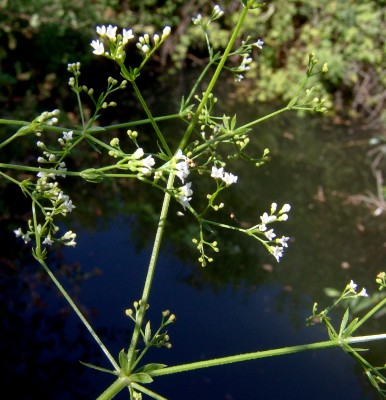 דבקת הנחלים Galium rivale (Sm.) Griseb.