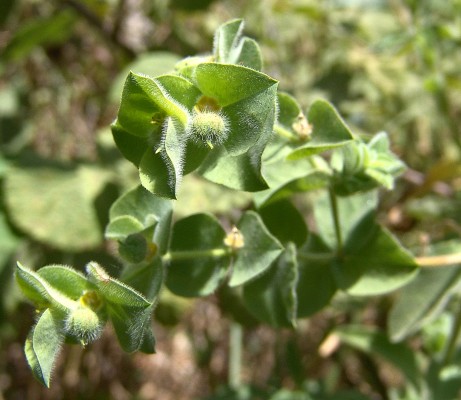חלבלוב שעיר Euphorbia hirsuta L.