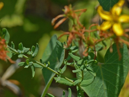 Hypericum perforatum L.