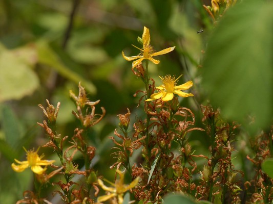 Hypericum perforatum L.