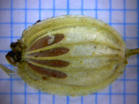הרקליאון נמוך Heracleum humile Sm.