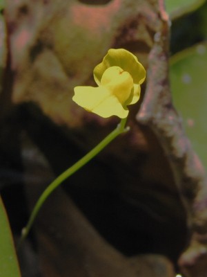 נאדיד עדין Utricularia gibba L.