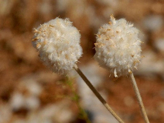 קדד מפורץ Astragalus emarginatus Labill.