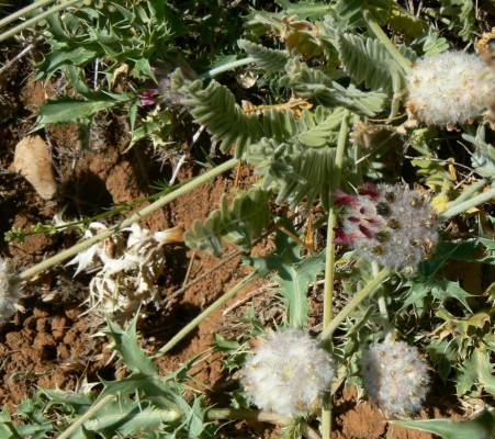 קדד מפורץ Astragalus emarginatus Labill.