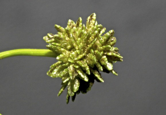 גומא דו-אנפין Cyperus difformis L.