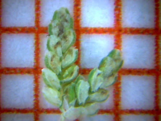 גומא דו-אנפין Cyperus difformis L.
