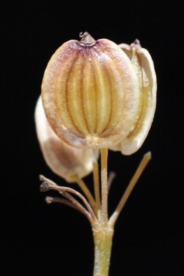 אחישבת ענף Peucedanum junceum (Boiss.) Mouterde
