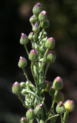 קייצת מסולסלת Erigeron bonariensis L.