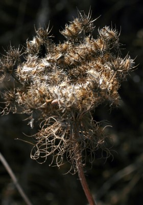 גזר זהוב Daucus aureus Desf.