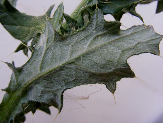 קוצן פשוט Cirsium vulgare (Savi) Tenore