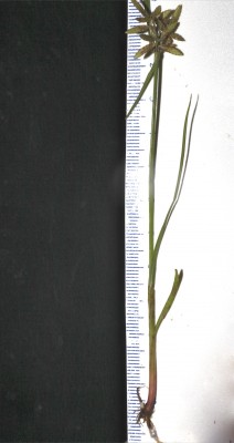 גומא צהבהב Cyperus flavescens L.