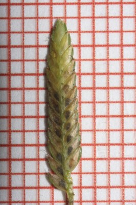 גומא צהבהב Cyperus flavescens L.