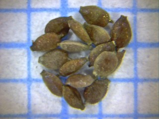 גומא כדורי Cyperus flavidus Retz.