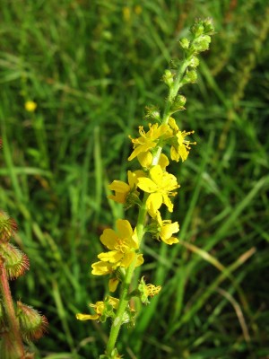 אבגר צהוב Agrimonia eupatoria L.