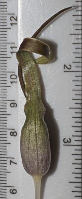 אחילוף זעיר Biarum olivieri Blume