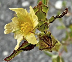 צבע הפרחים צהוב-קרם פקעי הפריחה בעלי 5 פסים שצבעם חום כהה.