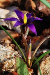 perianth purple, grows in Mediterranean scrub and pine forests