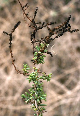 Suaeda fruticosa Forssk. ex J.F.Gmel.