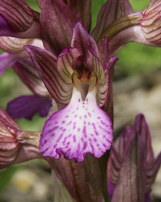 Anacamptis papilionacea (L.) R.M.Bateman, Pridgeon & M.W.Chase