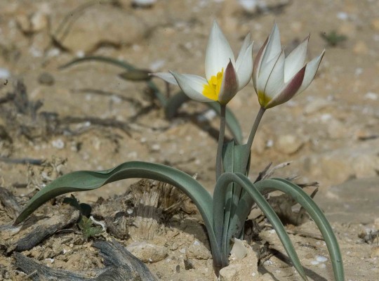 צבעוני ססגוני Tulipa biflora Pall.