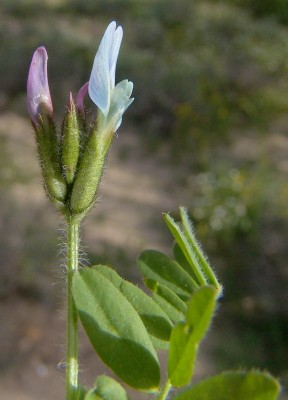 קדד שעיר Astragalus hispidulus DC.