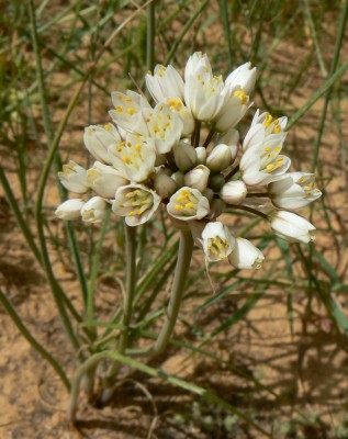 שום הפטמות Allium papillare Boiss.