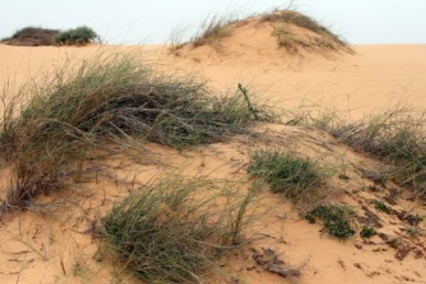 דגן רב-שנתי הגדל בחולות נודדים של מערב הנגב. בצמיחה מעל החול שכלא יוצר תלוליות.
