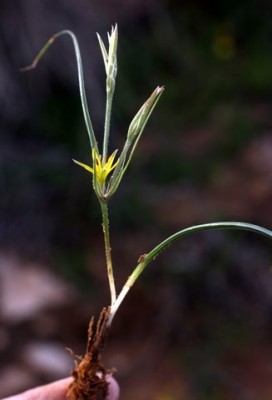 זהבית דקת-עלים Gagea reticulata (Pall.) Schult. & Schult.f.